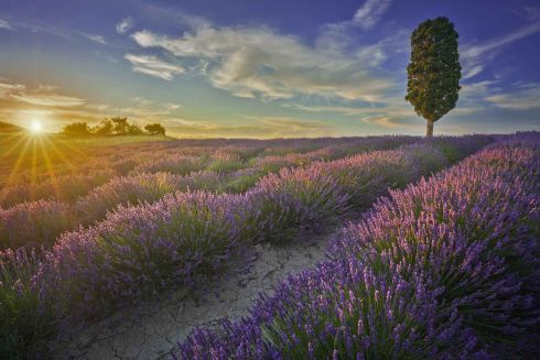 lavender field Orciano